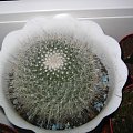 Mammillaria Hahniana #MammillariaHahniana #kaktus #sukulent