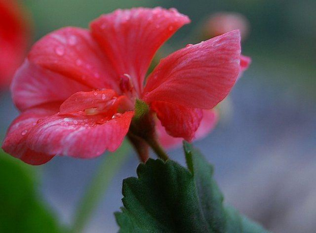 pelargonia balkonowa;)