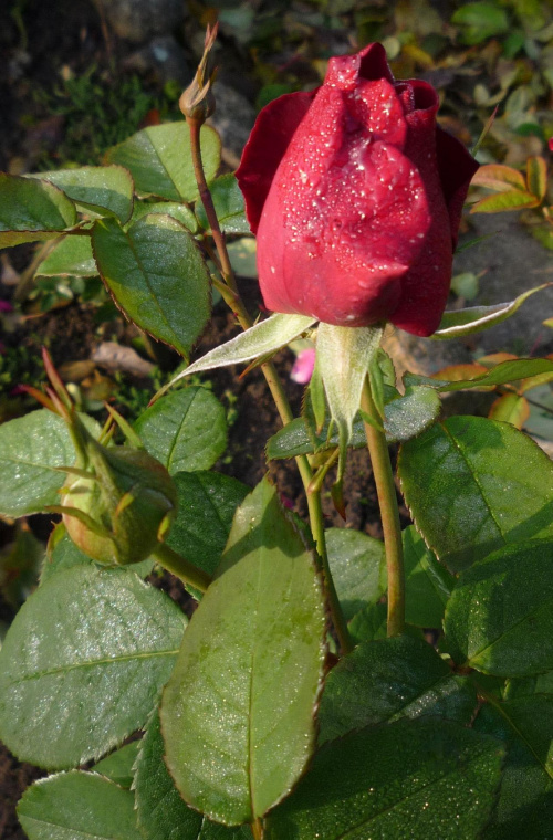 jesienna róża