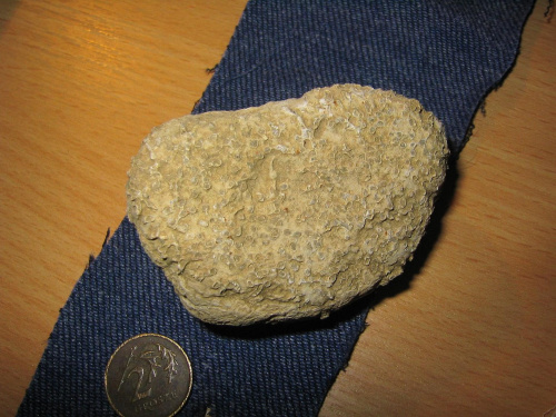 Kolonia tabulata – Halysites sp. Długość okazu - 5,9 cm . Wiek : ordowik - sylur . Data znalezienia : 2004 .