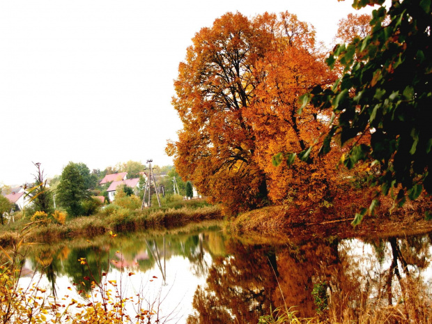 #woda #staw #drzewo #jesień #zieleń
