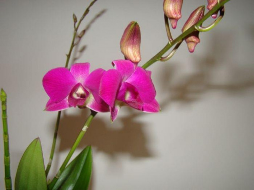 dendrobium phalaenopsis