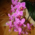 phalaenopsis hybr.