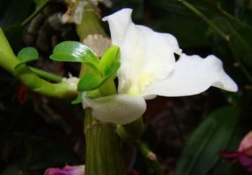 dednrobium - keiki i kwiat