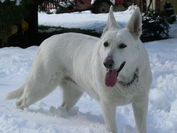 Star of Tiger BERTA (KAMA) #BiałyOwczarekSzwajcarski