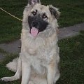 Leonberger mix Vega październik 2008r