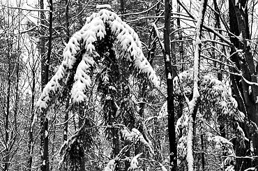 Las kabacki na biało #Warszawa #LasKabacki #zima #śnieg #las #biel #drzewa