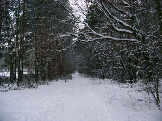 Las kabacki na biało #Warszawa #LasKabacki #zima #śnieg #las #biel #drzewa