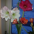 #amarylis #hippeastrum