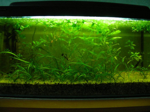 akwarium 54l low tech start #Akwarium54lLowTechKakadu