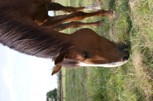 koń #koń #konie #jeździectwo