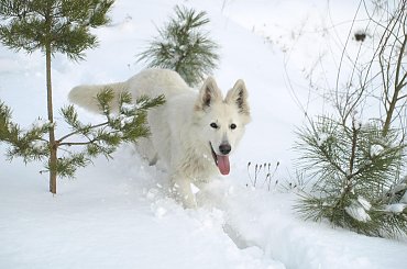 Biały owczarek szwajcarski AVENTIA Fortunatus www.zchatyleona.republika.pl #BiałyOwczarekSzwajcarski #opole #siołkowice #kois #BiałyOwczarek #ZChatyLeona #bogacz #hrabia #awa #cygan #aventia