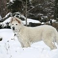Biały owczarek szwajcarski HRABIA of White Finess www.zchatyleona.republika.pl #BiałyOwczarekSzwajcarski #opole #siołkowice #kois #BiałyOwczarek #ZChatyLeona #bogacz #hrabia #awa #cygan #aventia