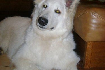 Biały owczarek szwajcarski PASCAL z Chaty Leona www.zchatyleona.republika.pl #BiałyOwczarekSzwajcarski #opole #siołkowice #kois #BiałyOwczarek #ZChatyLeona #bogacz #hrabia #awa #cygan #aventia