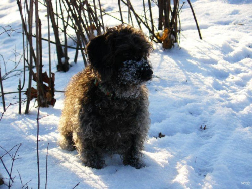 Lusia zastanawia się, które ślady są ciekawsze... #Lusia #pies #suka #zima