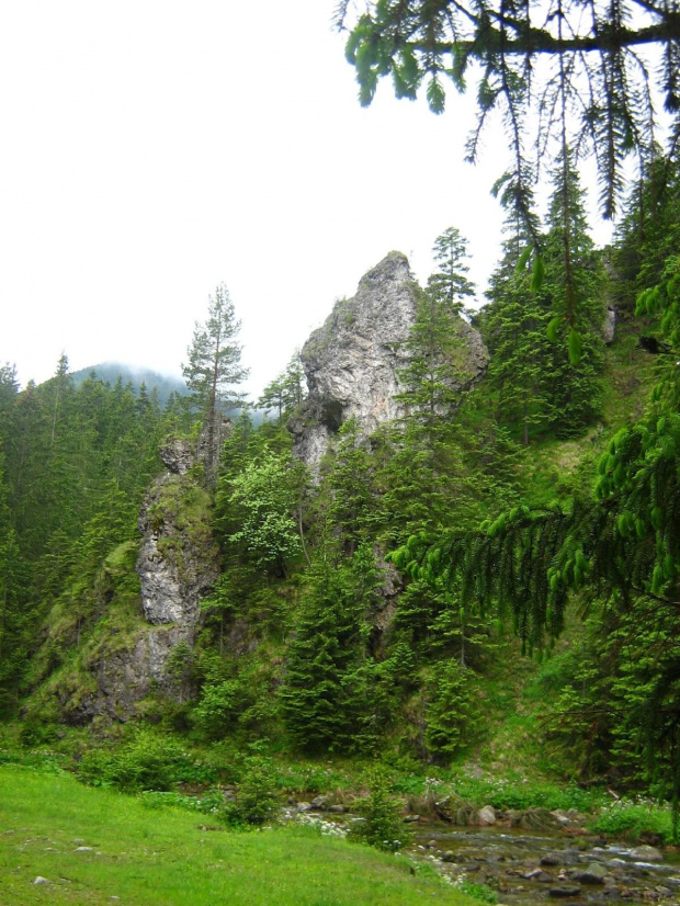 for Ewelinka :* :* żebyś w końcu zaczęła się cieszyć z życia... #DolinaChochołowska #góry #las #Tatry #Zakopane #lato