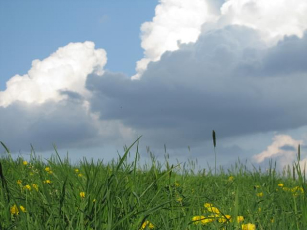 Łąka w maju #łąka #trawa #niebo #widok