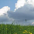 Łąka w maju #łąka #trawa #niebo #widok