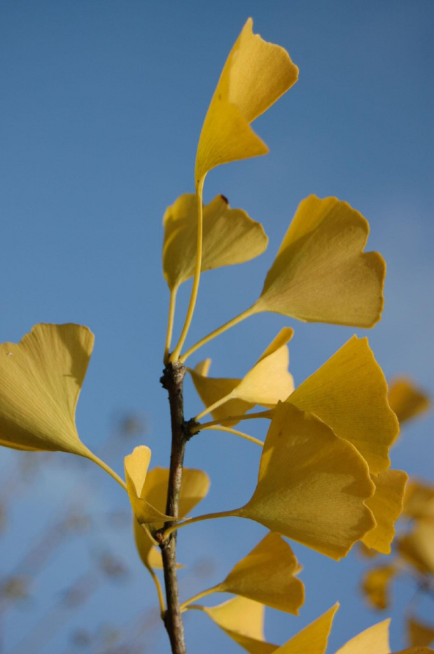 gingko w moim ogrodzie