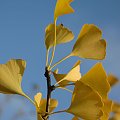 gingko w moim ogrodzie