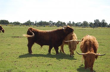 Miłość od pierwszego spojrzenia...:) #miłość #byki #PierwszeSpojrzenie #serce #rasa #Bałtów #byk #krowa #czerwona