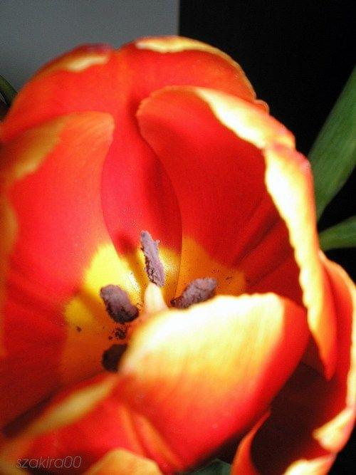 Otulony płatkami #tulipan #kwiat