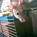 Artur 6 listopada 2008 #szczur #artur #szczurek