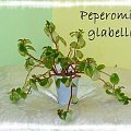 Peperomia