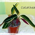 Calathea