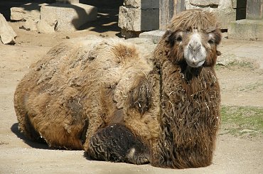 ogród zoologiczny w Libercu #zoo #Liberec #czechy #zwierzęta