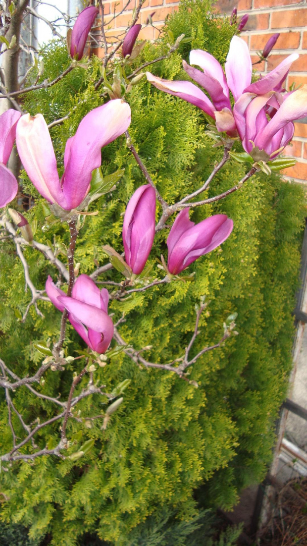 Magnolia #DrzwkaOzdobne #wiosna