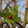 #owady #biedronka #wiosna