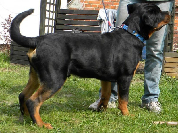 #rottweiler #rottweilery #psy #zwierzęta