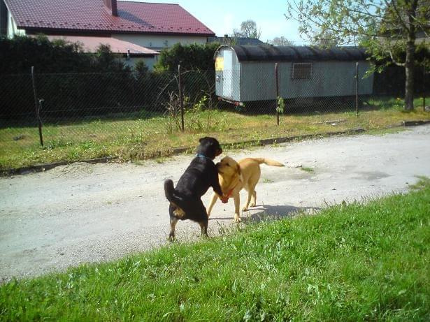 #rottweiler #rottweilery #psy #zwierzęta