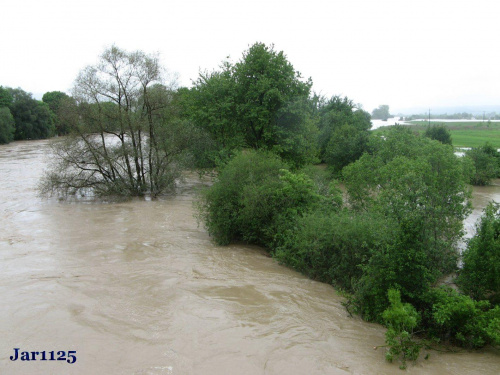 Wisłoka Krajowice - majowa powódź 2o1o