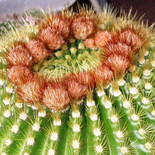 Notocactus #notocactus #kaktus #sukulent