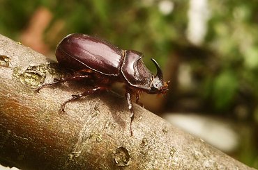 rohatyniec #makro #chrząszcz