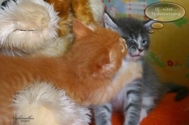 #KociętaMaineCoon #KotyMaineCoon #HodowlaMaineCoon #KotyRasowe #DomoweKotyRasowe #KotkiMaineCoon #SprzedażMaineCoon
