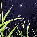 pajączek i pajęczynka