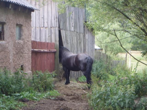 głodny konik