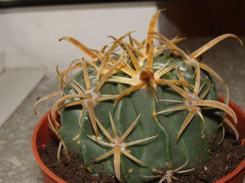 Ferocactus latispinus var.flavispinus