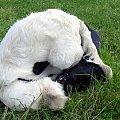 #ZwierzętaPiesGoldenRetriever