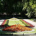 Prawie "dywany" przed pomnikiem A. Mickiewicza #Parki