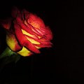 #kwiat #miłosc #barwy #kolory #róże