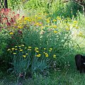 Łapa w letnim ogrodzie #kot #ogród