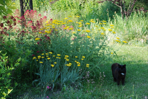 Łapa w letnim ogrodzie #kot #ogród