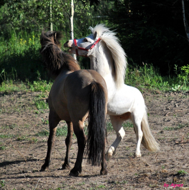 Sport zaprzęgowy w wydaniu bez śniegu -dryland #ZieloneBielkówko #amberdog