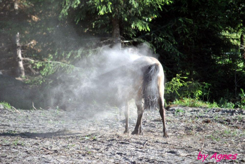 Sport zaprzęgowy w wydaniu bez śniegu -dryland #ZieloneBielkówko #amberdog