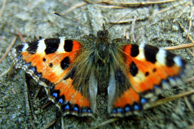 Aglais urticae #AglaisUrticae #motyl #motyle