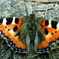 Aglais urticae #AglaisUrticae #motyl #motyle